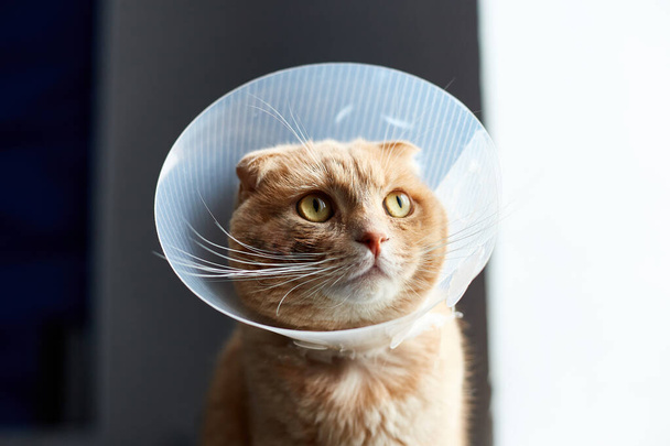 Skotlantilainen inkivääri kissa eläinlääkärin muovi kartio päähän elpyminen, eläinten terveydenhuolto, eläinlääkärin käsite, kotieläiminä pe - Valokuva, kuva
