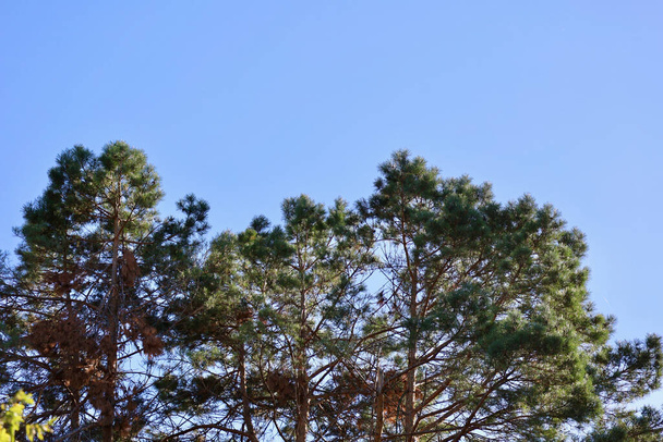 Трупы деревьев на фоне неба. Вершины сосен против голубого неба летом. Зеленые верхушки деревьев, голубое небо и солнечные лучи - Фото, изображение