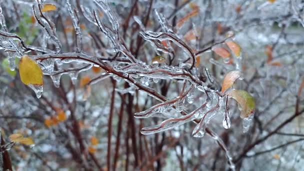 Kış ayazında, buzla kaplı çalıların dalları. Donmuş bitkiler. Buzlu yağmurdan sonra. Donmuş yağmur. Kış, kış, soğuk, buz, buz gibi. Doğal bir fenomen. Doğal arkaplan - Video, Çekim