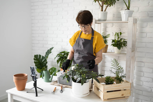 Femme d'âge moyen dans un tablier vêtements prend soin d'une plante en pot dans un pot. Jardinage à domicile et floriculture. Maison avec plantes vertes et fleuriste botanique cottagecore - Photo, image