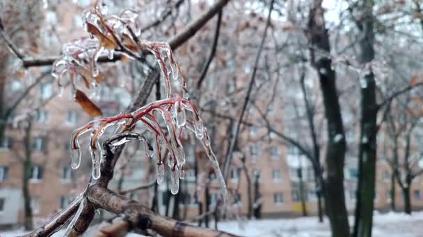 冬の終わりに霜で雨が降った後、氷で覆われたブッシュの枝。冷凍植物。氷の雨の後。雨が凍る。凍った雨滴冷たい氷霜。自然現象だ。自然背景 - 映像、動画