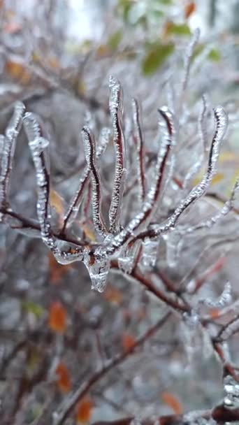 Gałęzie krzaków pokryte lodem po deszczu w mrozie w zimie zbliżenie. Mrożone rośliny. Po lodowatym deszczu. Zimny deszcz. Wintry, zimny lód, lodowaty, mroźny. Naturalne zjawisko. Naturalne tło. Pionowe wideo - Materiał filmowy, wideo