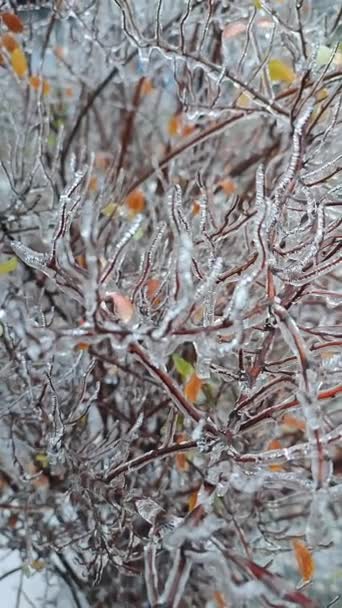 Bokorágak borított jég után eső fagyban télen közelkép. Fagyasztott növények. Jeges eső után. Jégeső. Wintry, hideg jég, jeges, fagyos. Természetes jelenség. Természetes háttér. Függőleges videó - Felvétel, videó
