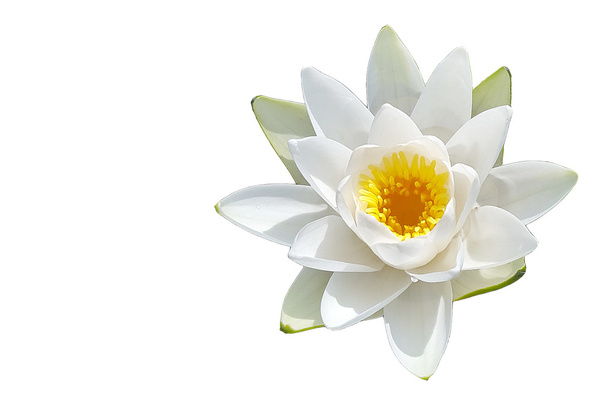  Geïsoleerde water lily bloem - Foto, afbeelding