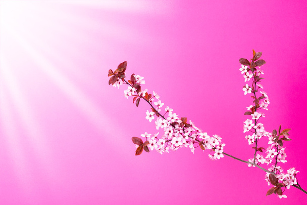 Virágzó Alma fa ága-Pink - Fotó, kép