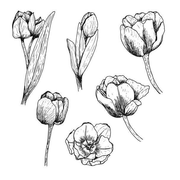 Set of tulips drawn by hand. Blooming flowers with leaves and stems. Black and white vector illustration in doodle style. Floral design. Elements are isolated on a white background - Vektör, Görsel