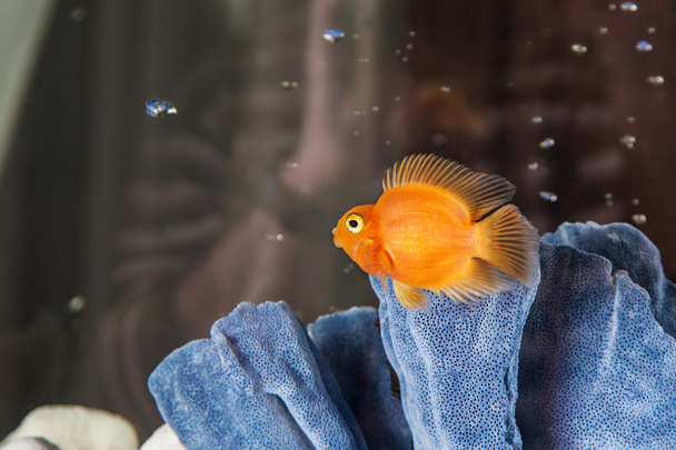 Parrot cichlids swimming in aquarium - Photo, Image