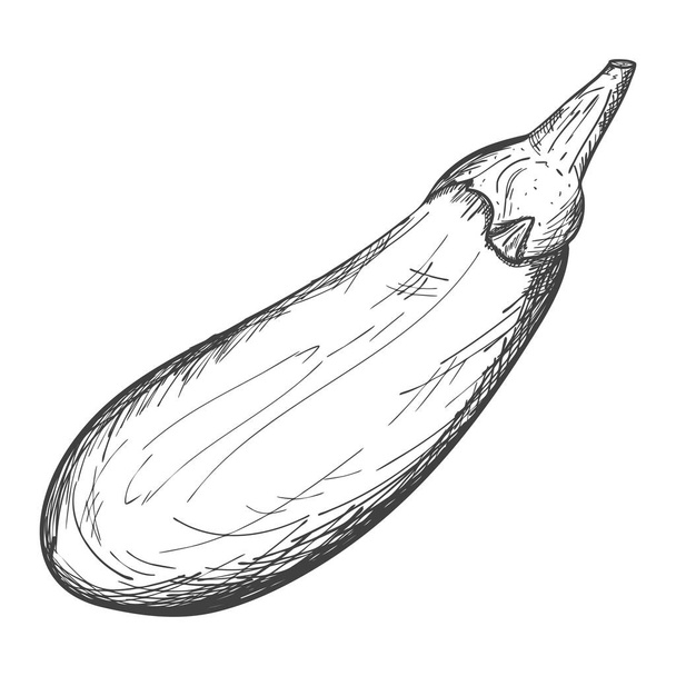 Sketch of a ripe whole eggplant. The vegetable is drawn by hand with hatching. The drawing is isolated on a white background. Black and white vector illustration - Vecteur, image