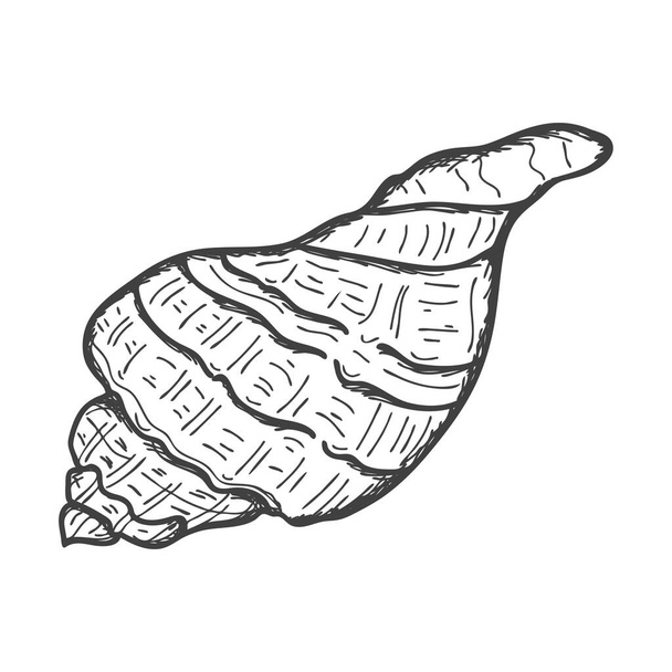 Hand-drawn seashells. Empty spiral solid shell of a clam or snail. Sketch style, engraved drawing. Black and white illustration isolated on a white background - Vector, imagen