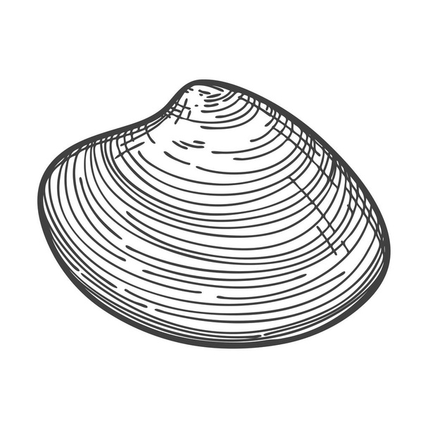 Hand-drawn seashells. An empty, closed, flat, oval solid shell of a mollusc or snail. Sketch style, engraved drawing. Black and white illustration isolated on a white background. - ベクター画像