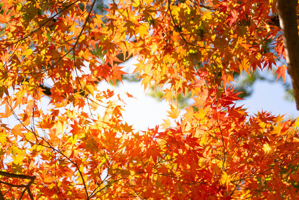 Sonbahar boyunca Akçaağaç yapraklarının yapraklarını turuncu sarı ve kırmızı renkte, doğal arka plan dokusu düşüşü sonbahar konsepti, sonbahar sezonu arkaplanı - Fotoğraf, Görsel