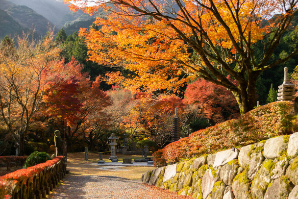 route mène à la tombe japonaise avec des feuilles d'érable sur le côté marcher pendant l'automne avec changement de couleur sur la feuille en jaune orangé et rouge, chute texture de fond naturel concept d'automne, fond de saison d'automne - Photo, image