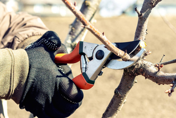 Ένας κηπουρός κόβει ένα κλαδί σε ένα δέντρο με τη βοήθεια ψαλιδιών κήπου, κλαδευτήρια - Φωτογραφία, εικόνα