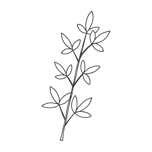 A sprig of plants with leaves on the stem. Botanical decorative element. Simple black and white vector illustration drawn by hand, isolated on a white background - Vektör, Görsel