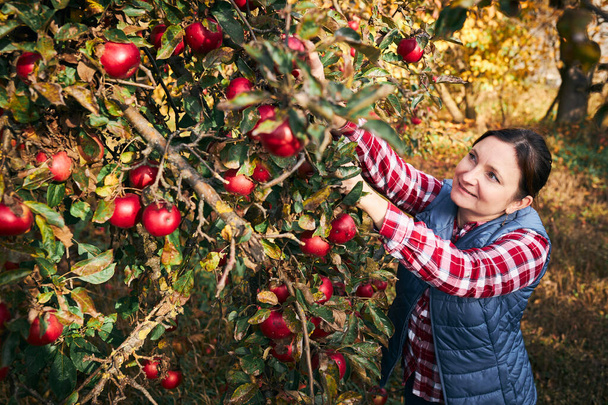 Mujer recogiendo manzanas maduras en la granja. Agricultor agarrando manzanas de un árbol en el huerto. Frutas frescas y saludables listas para recoger en temporada de otoño. Industria agrícola. Tiempo de cosecha en el campo - Foto, imagen
