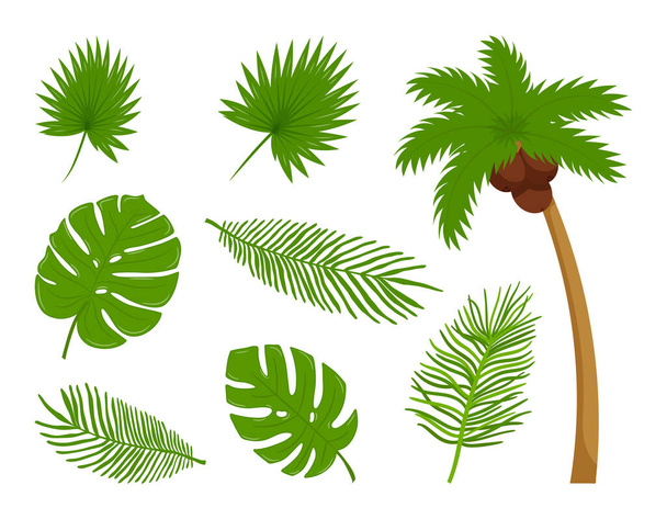 Коллекция различных ботанических, тропических листьев, кокосовых пальм. Элементы дизайна на тему лета, тропики, каникулы. Яркие цветные векторные иллюстрации в плоском мультипликационном стиле. Изолированные на белом - Вектор,изображение