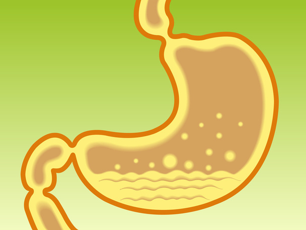 Human Gastric acidity - Vector, Image