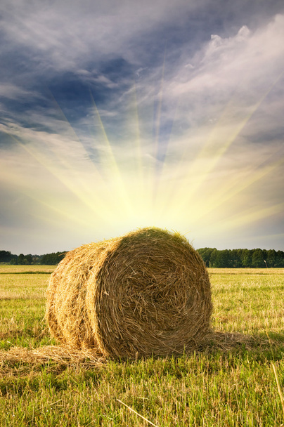 Beautiful stubble field with hay bales by summer. - Photo, Image