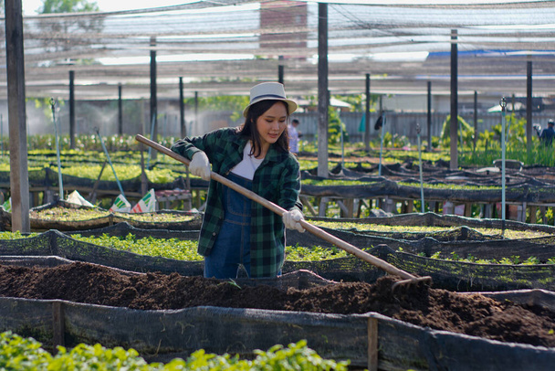温室栽培活動で働く若い女性農家とチェック、美しい女性農家は、農業とマーケティングの概念で、菜園を改善しています - 写真・画像