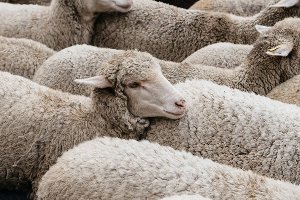 Rebaño de ovejas que pasan por una ruta de ganado. Vista de primer plano - Foto, Imagen