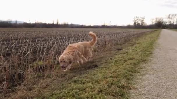 Hond loopt buiten op veldpad - Video