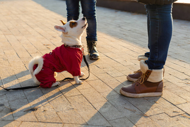 Κοντινό πορτρέτο του χαριτωμένου σκύλου Τζακ Ράσελ με κοστούμι που περπατάει στο πάρκο το φθινόπωρο. Puppy κατοικίδιο ζώο είναι ντυμένος σε βόλτες πουλόβερ - Φωτογραφία, εικόνα