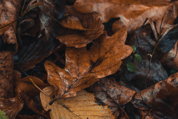Háttér sötét színű lehullott tölgyfa levelek domináns narancs-barna színű az őszi szezonban. Egy élet vége és egy új kezdete.. - Fotó, kép