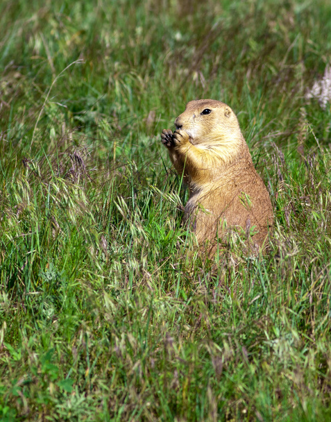 Prairie perro se alimenta de hierba
. - Foto, imagen