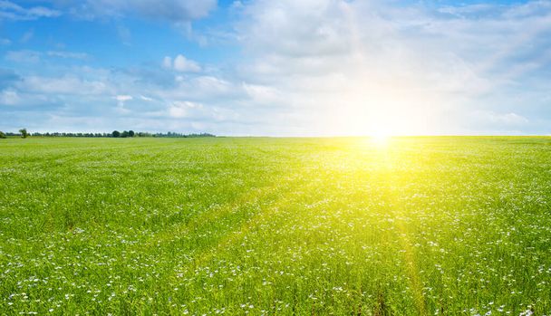 Flax field with blue sky and bright sunset (sunrise) . - Zdjęcie, obraz