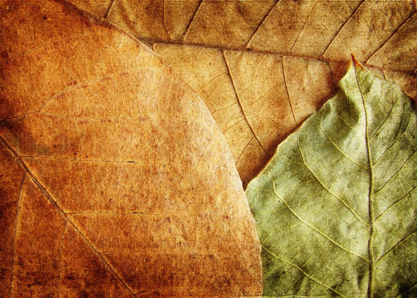 Régi száraz őszi levelek háttér példa - Fotó, kép