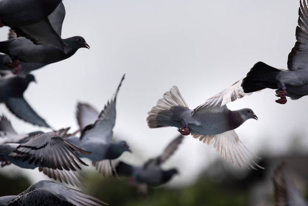 motion moving  of homing pigeon taking off from ground to flying  - Photo, Image
