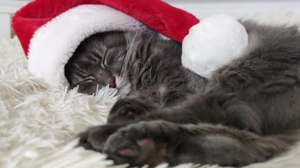赤いサンタの帽子のクリスマス猫は、家庭で再生される光の柔らかい上に横たわり、ベッドの上で新年2023睡眠のペットシンボル、衣装でクリスマス前夜を待っている、水平方向の映像、中国の黄道帯.  - 映像、動画