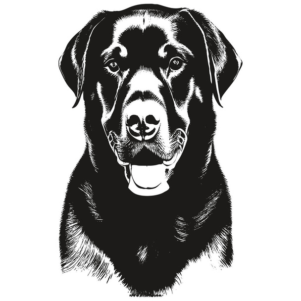 Rottweiler imagem desenhada à mão, preto e branco desenho de do - Vetor, Imagem