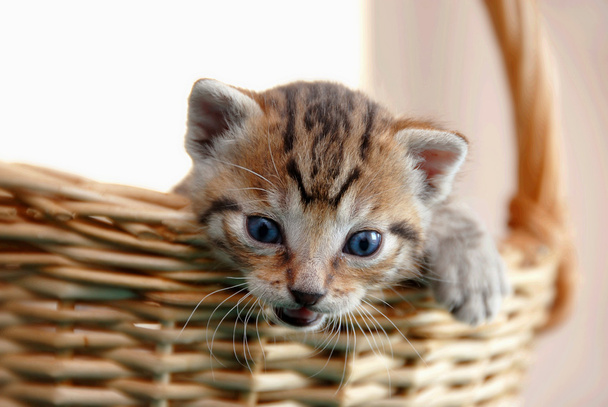 Adorable kitty in basket - Photo, Image
