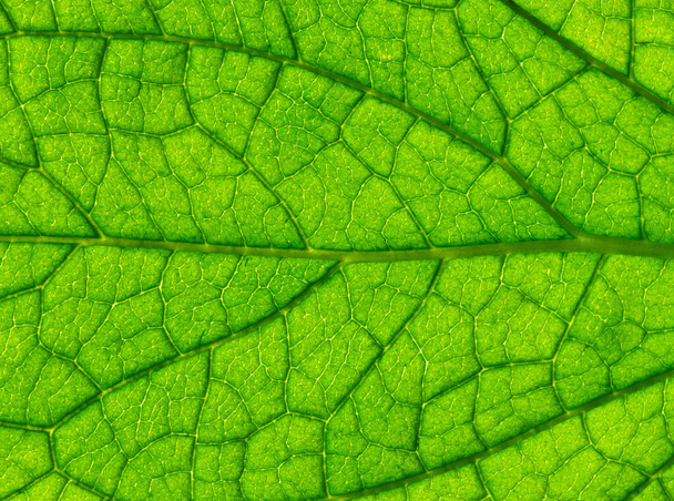 close up of green leaf texture - Zdjęcie, obraz