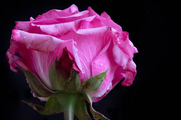niesamowite różowa róża na czarnym tle - Zdjęcie, obraz