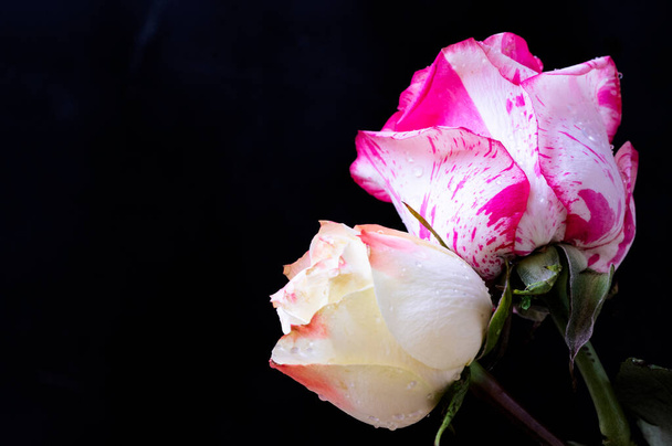 pink and white rose flowers on dark background - Fotoğraf, Görsel