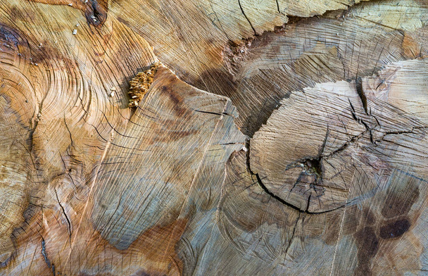 textúra a fa felülettel - Fotó, kép