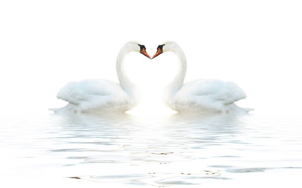 Two swans isolated on a white surface with waves. - Photo, Image