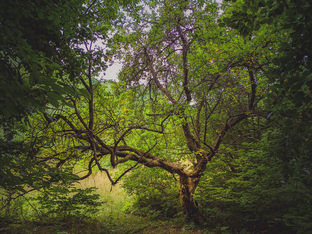 Auringonsäteet paksujen puiden oksien läpi tiheässä vihreässä metsässä, aurinkoinen päivä - Valokuva, kuva