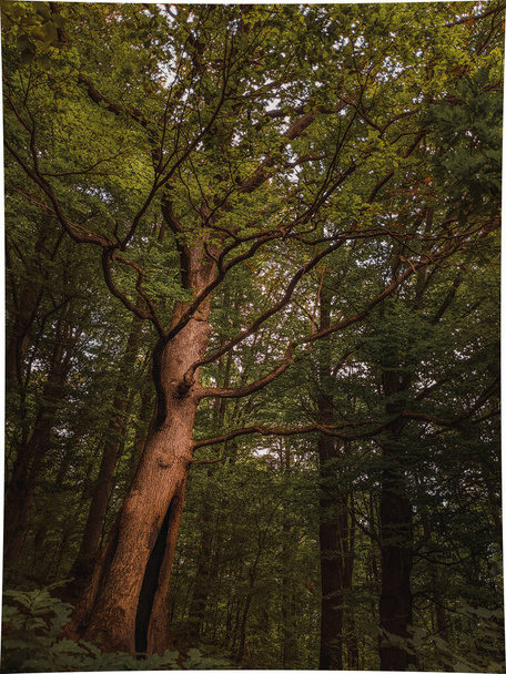 鬱蒼とした緑の森、晴れた日に太陽が太い木の枝を通ってビーム - 写真・画像