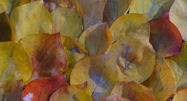                                  Im Herbst sind gelbe Blätter auf dem Boden verstreut - Foto, Bild