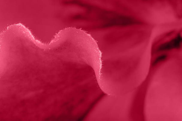 花弁Paphiopedilum蘭の花のマクロ詳細。流行の色で花の波の背景2023コピースペースとともにViva Magenta. - 写真・画像
