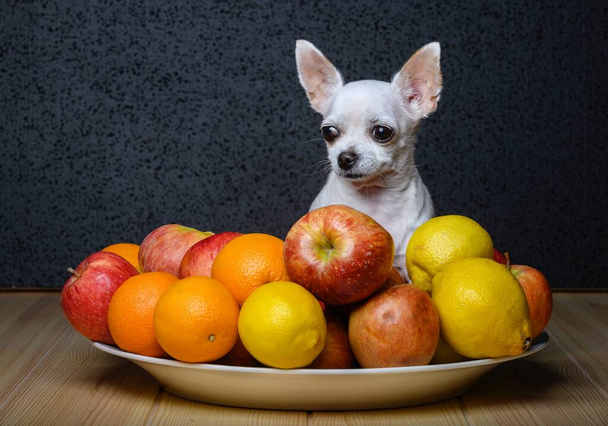 Un piccolo cane bianco chihuahua si trova tra mele mature e arance succose su un grande piatto rotondo e distoglie tranquillamente lo sguardo. Il cane posa su uno sfondo nero in uno studio fotografico. - Foto, immagini
