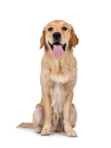 若い大人のゴールデンレトリバーの子犬の犬は、長い舌で正面に直面して座っている。カメラを向ける。白い背景に隔離された. - 写真・画像
