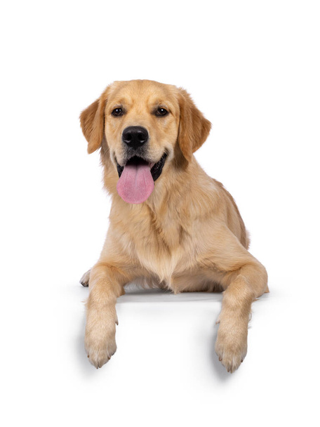 Joven adulto Golden Retriever cachorro, acostado frente a frente con la lengua larga en el borde. Mirando hacia la cámara. Aislado sobre un fondo blanco. - Foto, Imagen