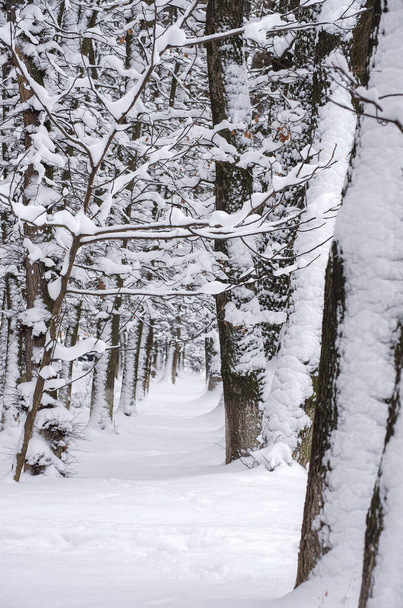 Winter snow-covered trees - Valokuva, kuva