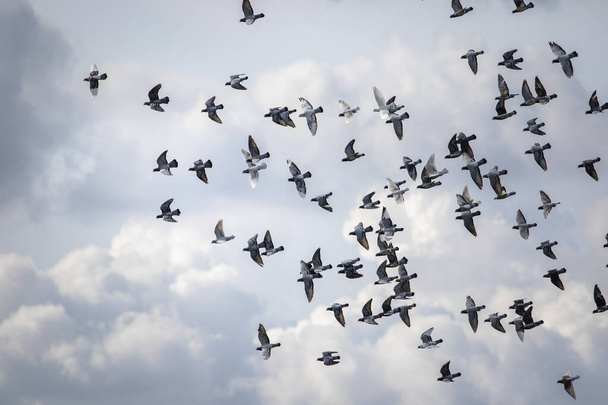 стадо почтовых голубей летит на облачном небе - Фото, изображение