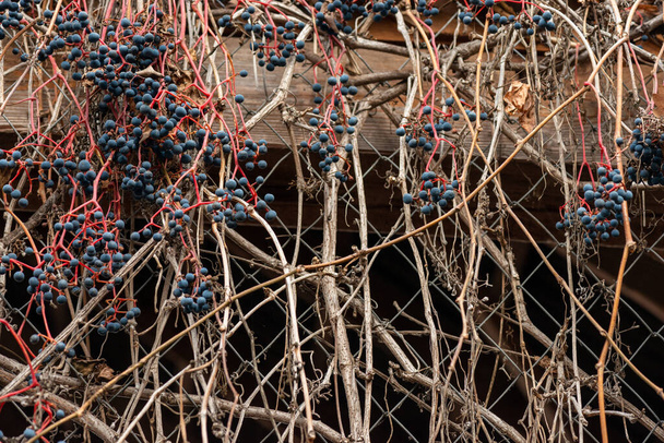 Masaüstü ekran koruyucusunun olgunlaşmış üzümleri. Yüksek kalite fotoğraf - Fotoğraf, Görsel