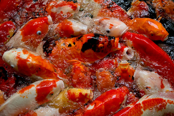 Πολλά πεινασμένα φανταχτερά ψάρια κυπρίνων, κόκκινο, πορτοκαλί, λευκό, Kohaku, Ki-Utsuri koi κυπρίνου ανοίγουν το στόμα τους επαιτεία για φαγητό. Στη λίμνη κυπρίνων, Τσιάνγκ Μάι Ταϊλάνδη. - Φωτογραφία, εικόνα